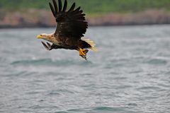 Seeadler