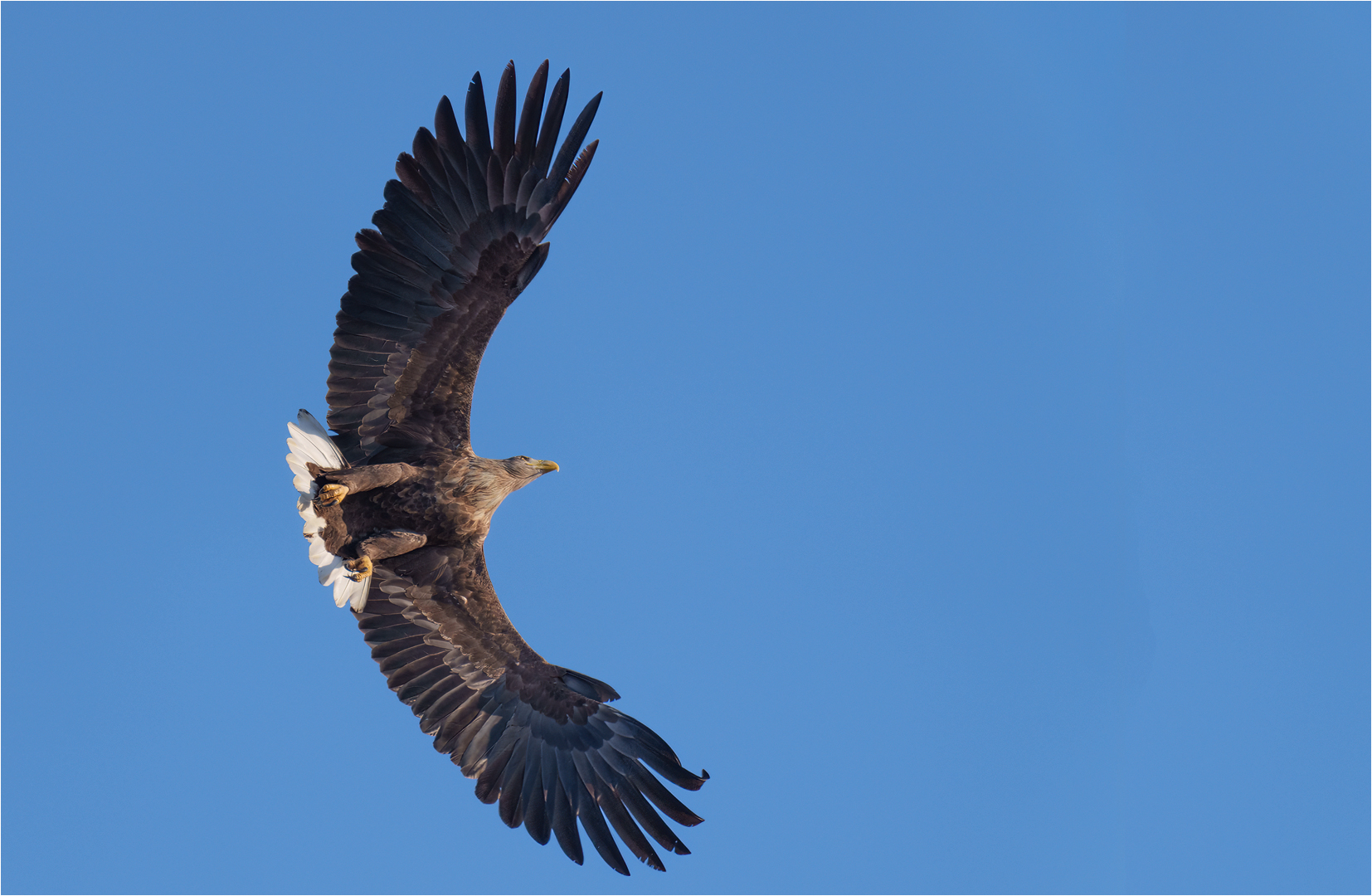 Seeadler