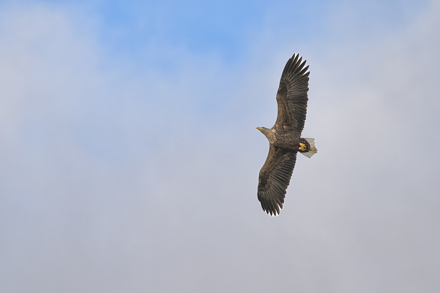 Seeadler 