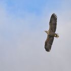 Seeadler 