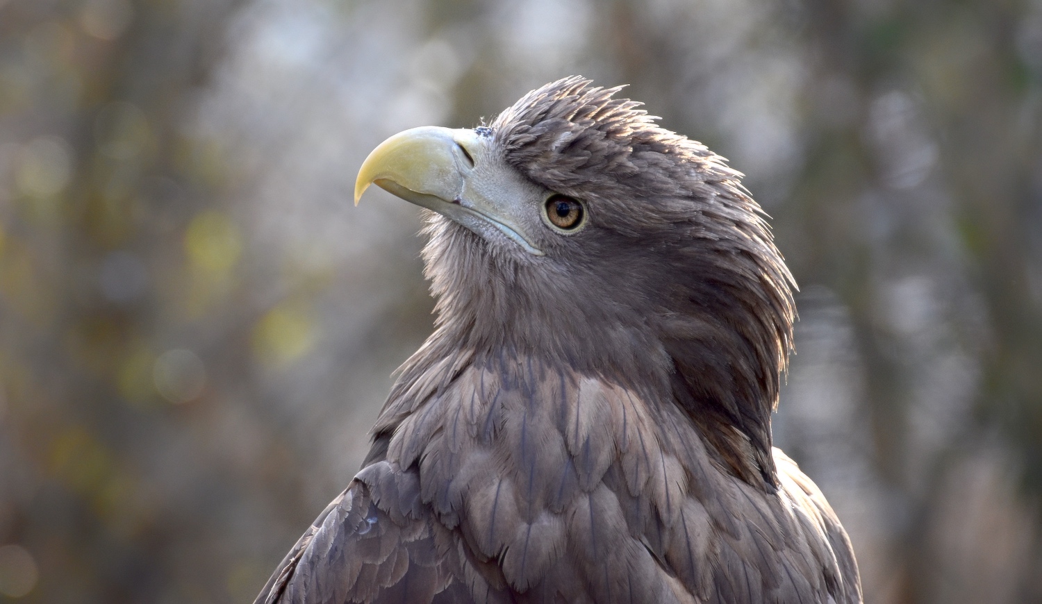 Seeadler