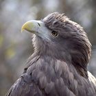 Seeadler