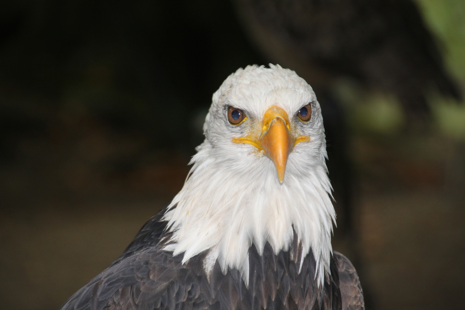 Seeadler