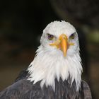 Seeadler