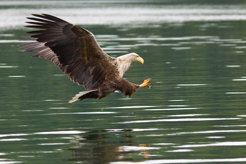 Seeadler