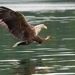 Seeadler