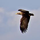 Seeadler