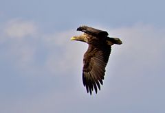 Seeadler