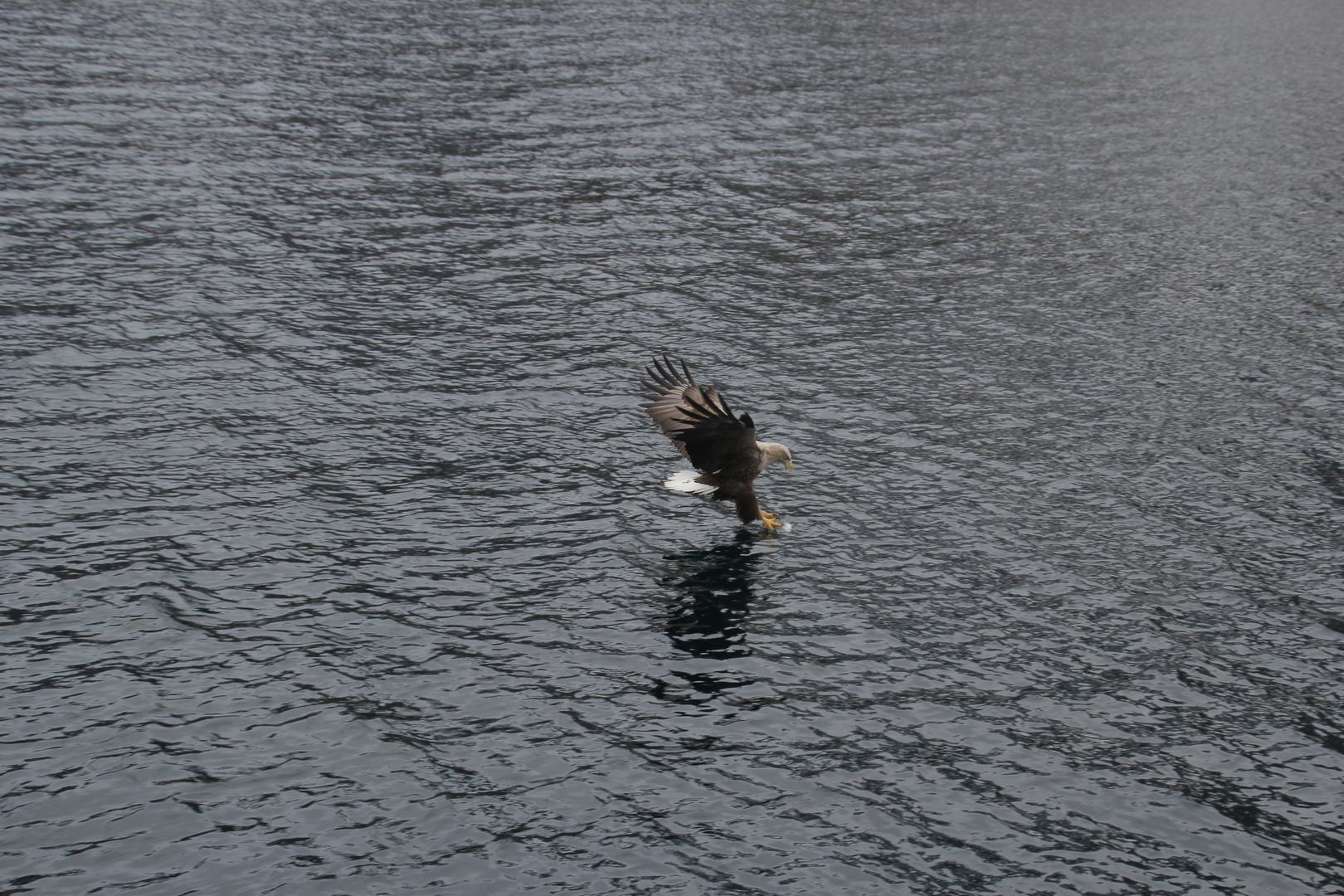 Seeadler