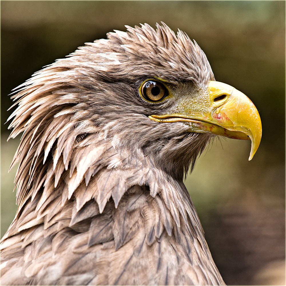 Seeadler