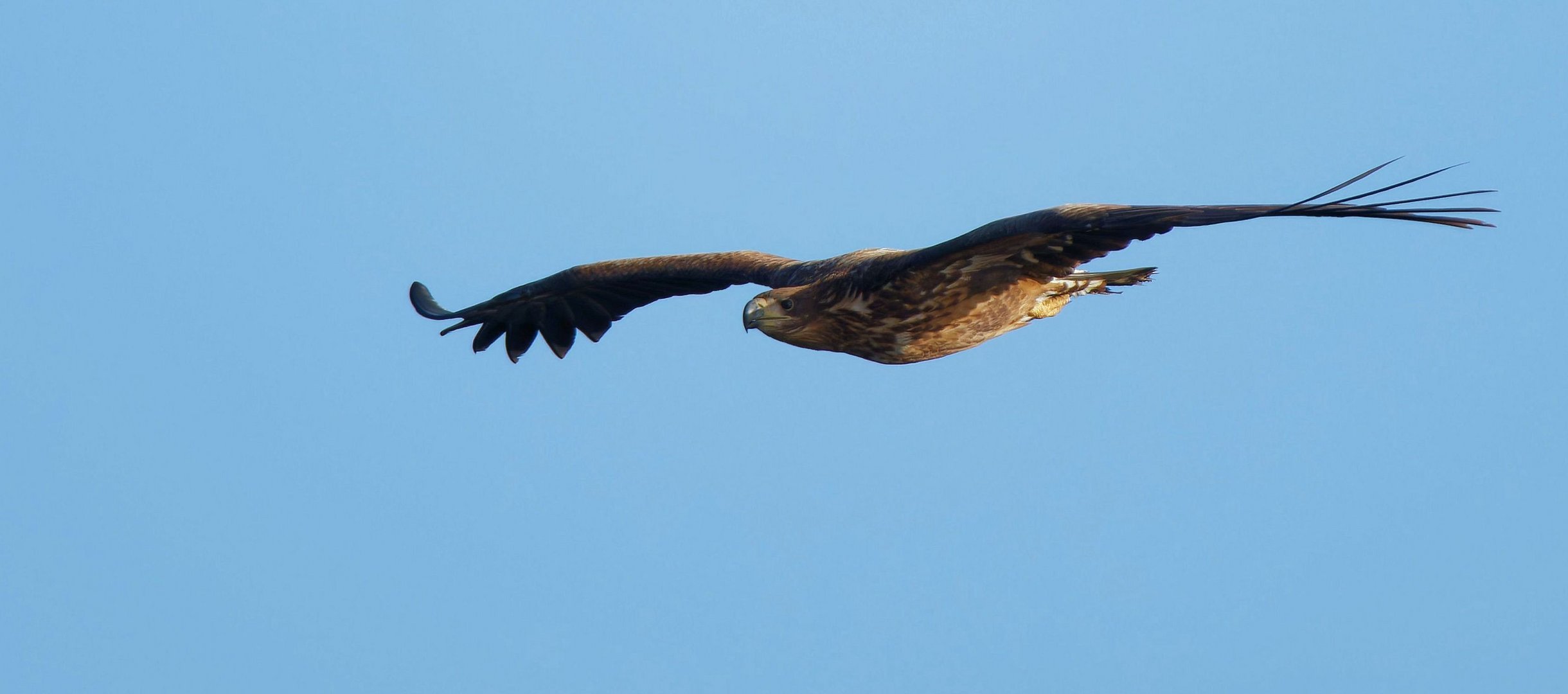 Seeadler