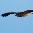 Seeadler