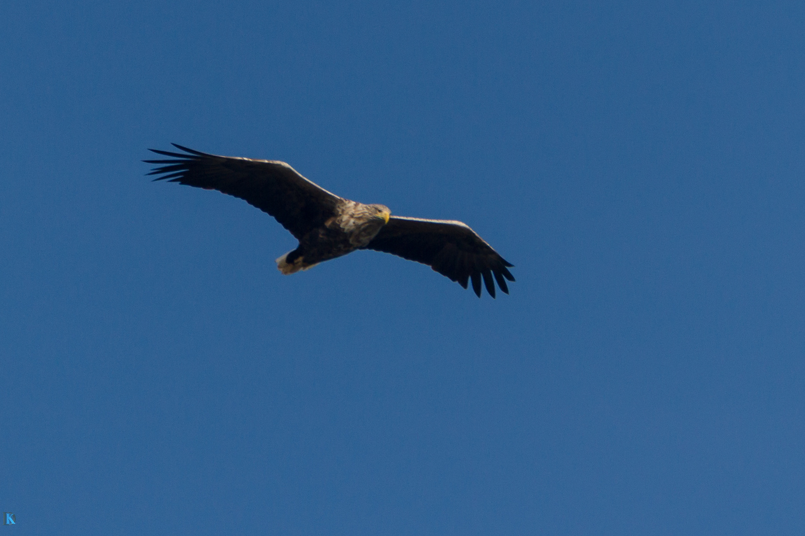 Seeadler