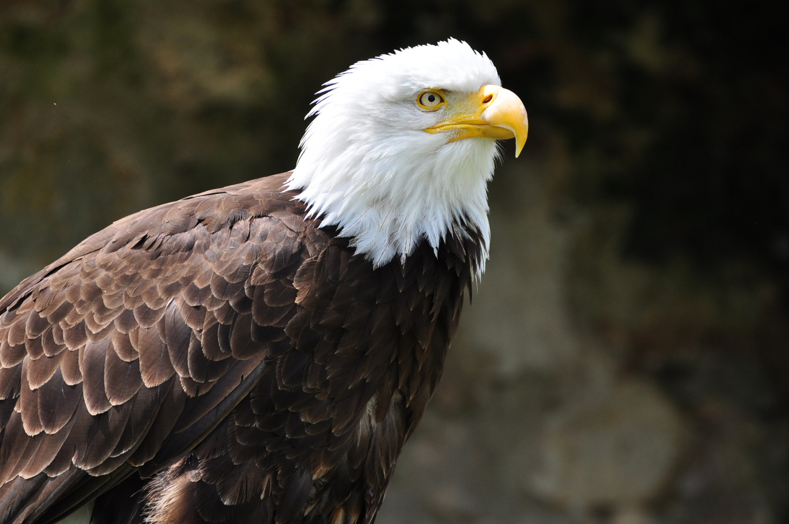 Seeadler