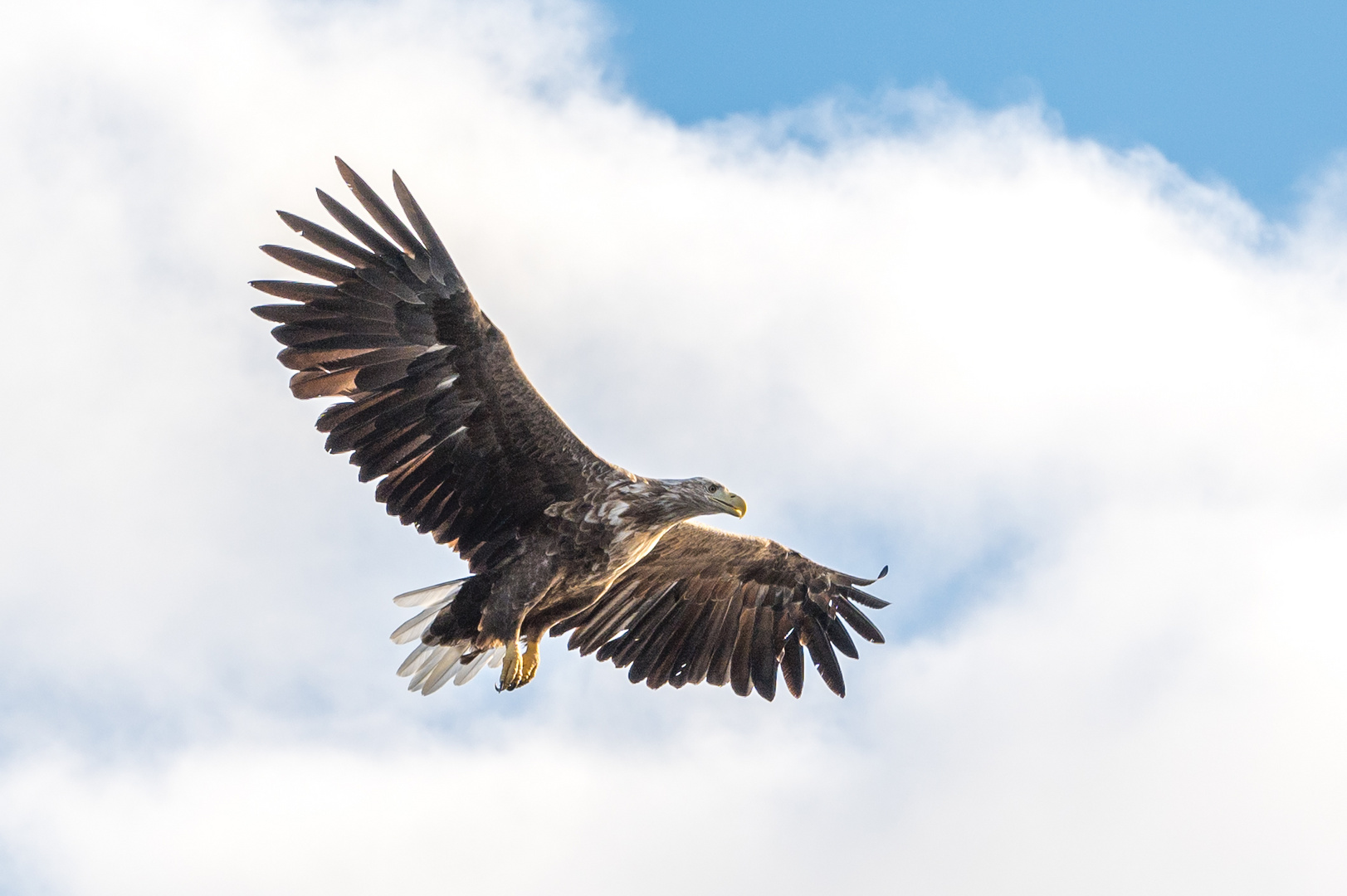 Seeadler