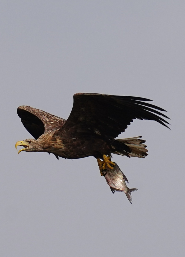 Seeadler 