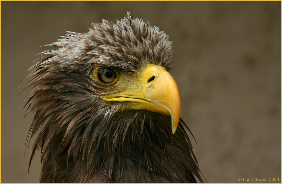 Seeadler