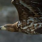 Seeadler