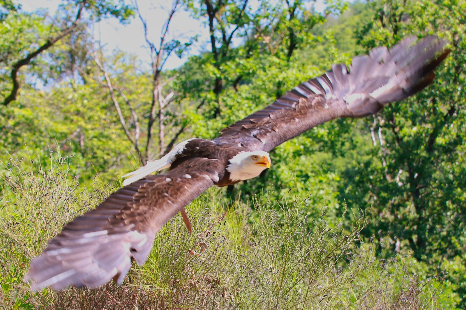 Seeadler