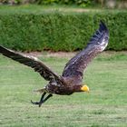 Seeadler