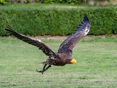 Seeadler