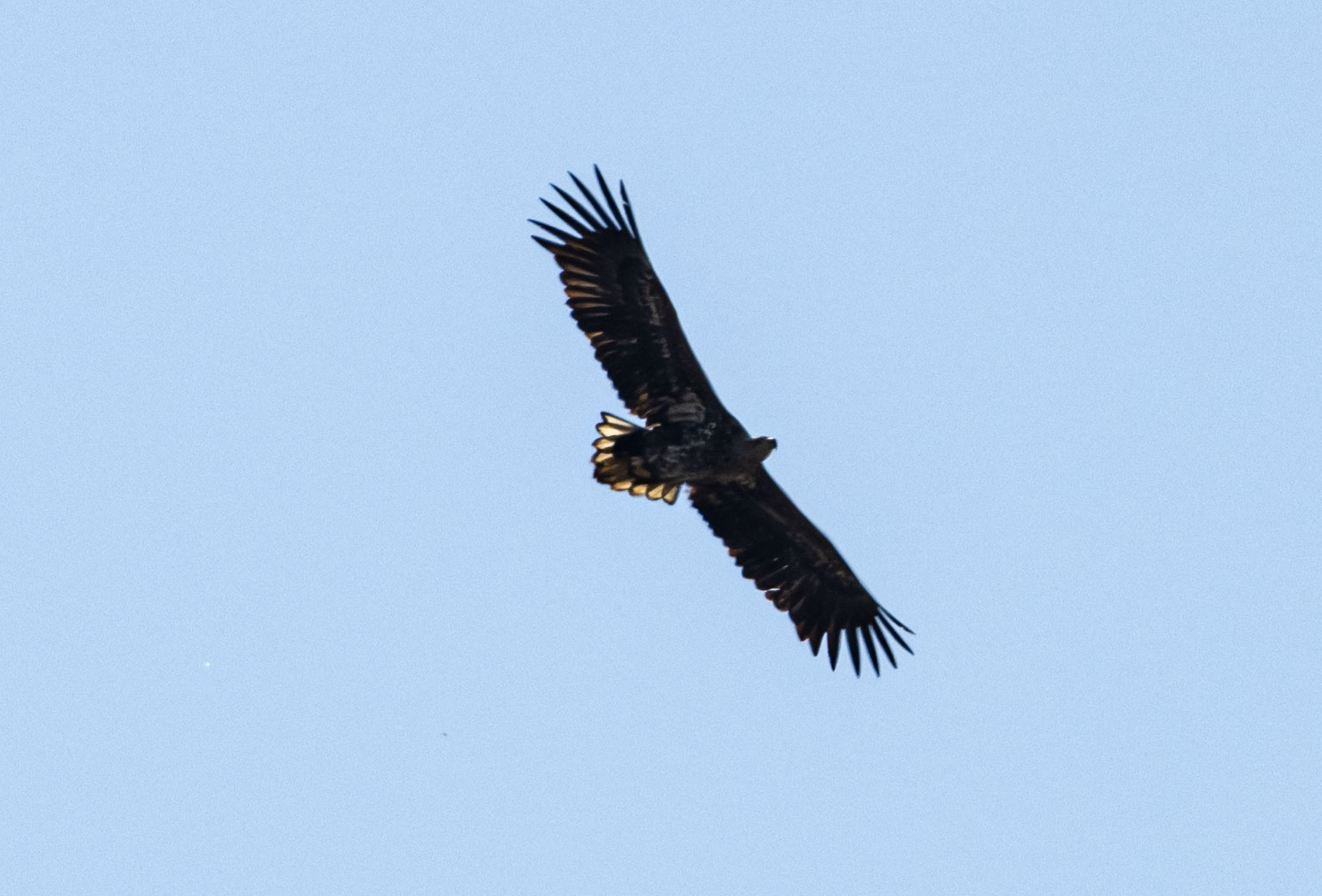 Seeadler