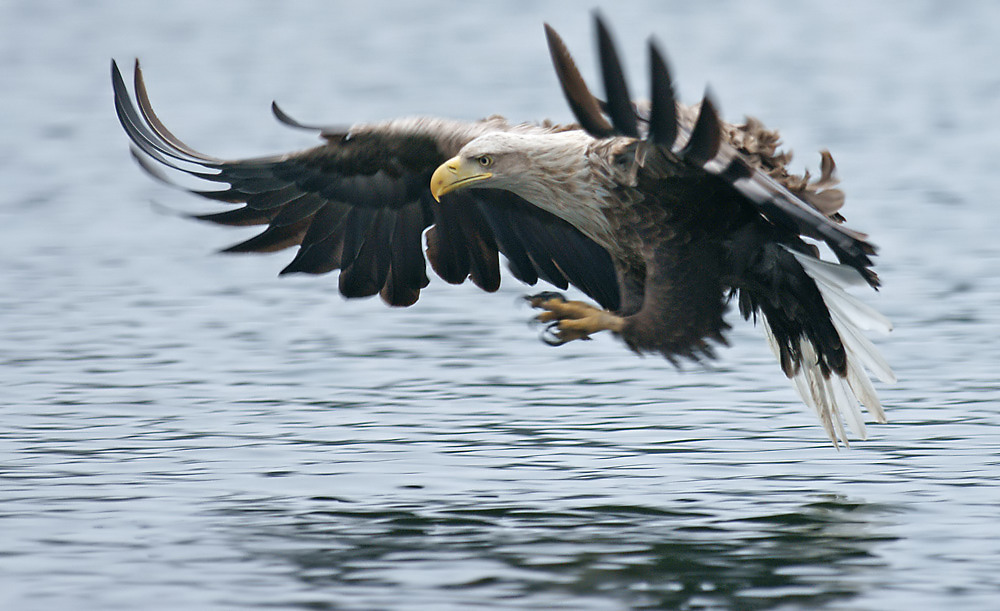 Seeadler