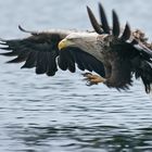 Seeadler