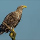 Seeadler