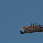 Seeadler