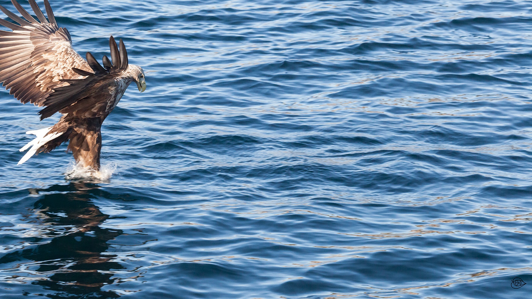 Seeadler