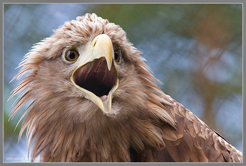 Seeadler