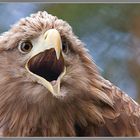 Seeadler