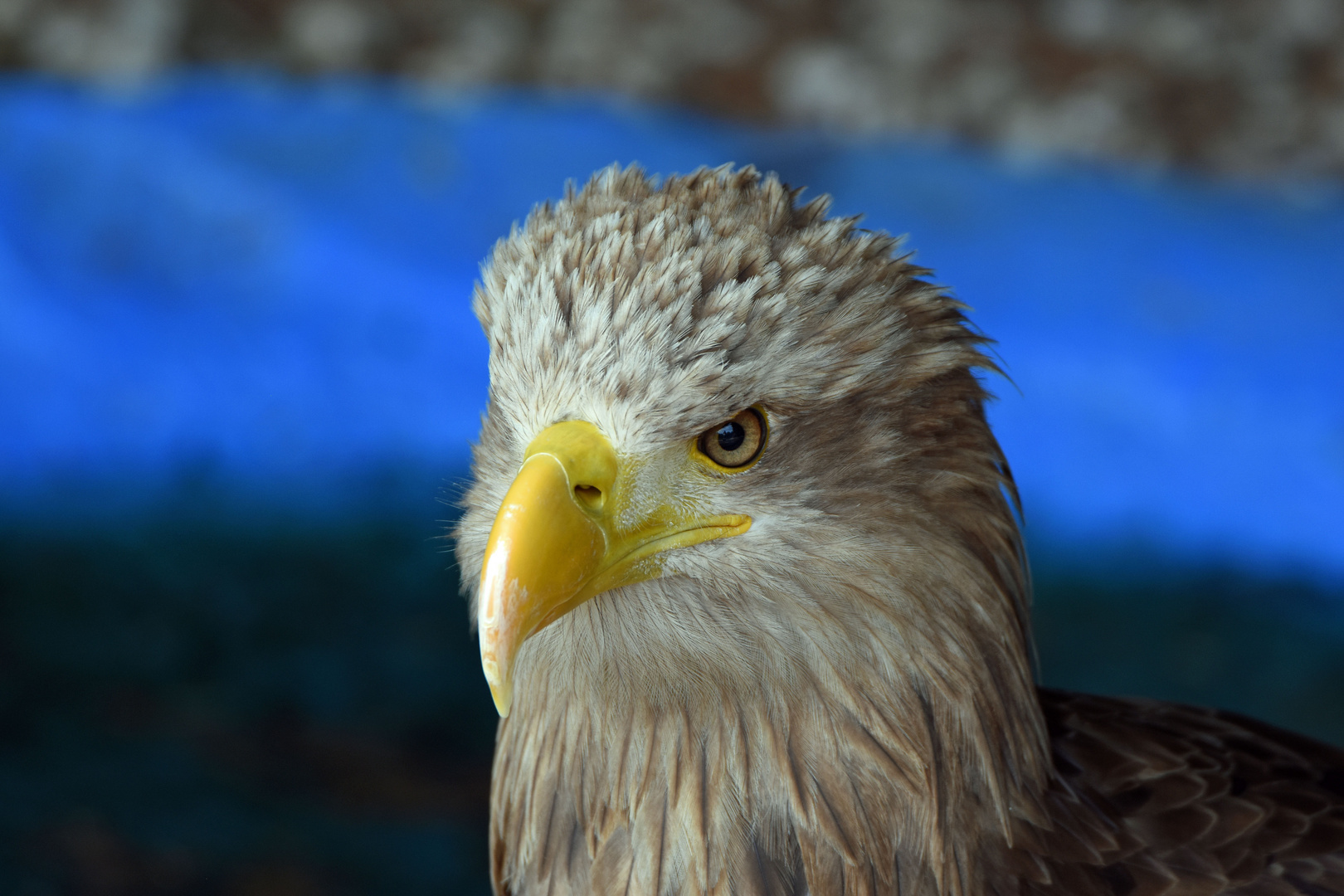 Seeadler