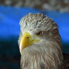 Seeadler