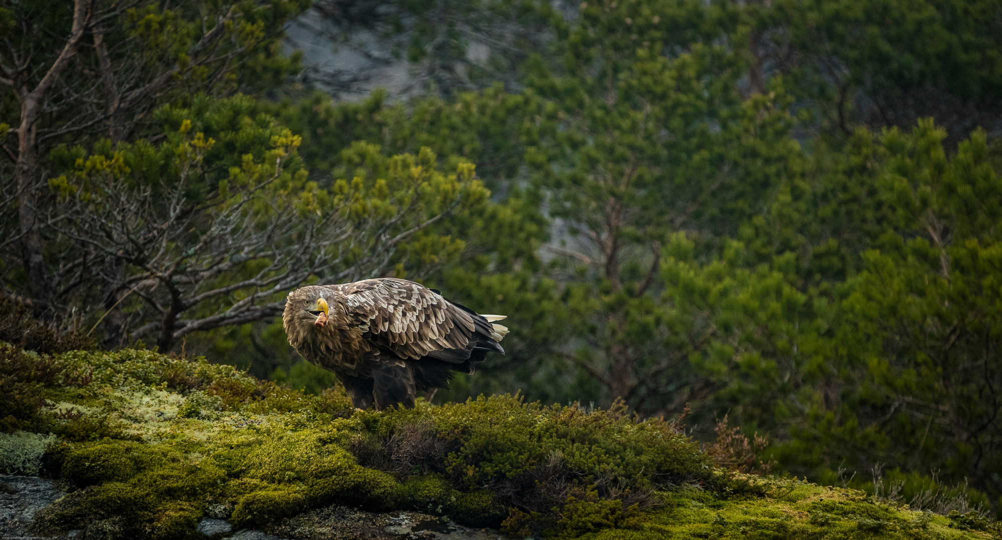 Seeadler