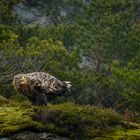 Seeadler