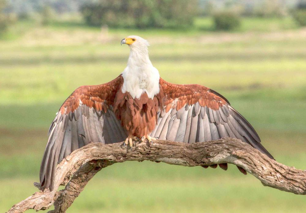 Seeadler