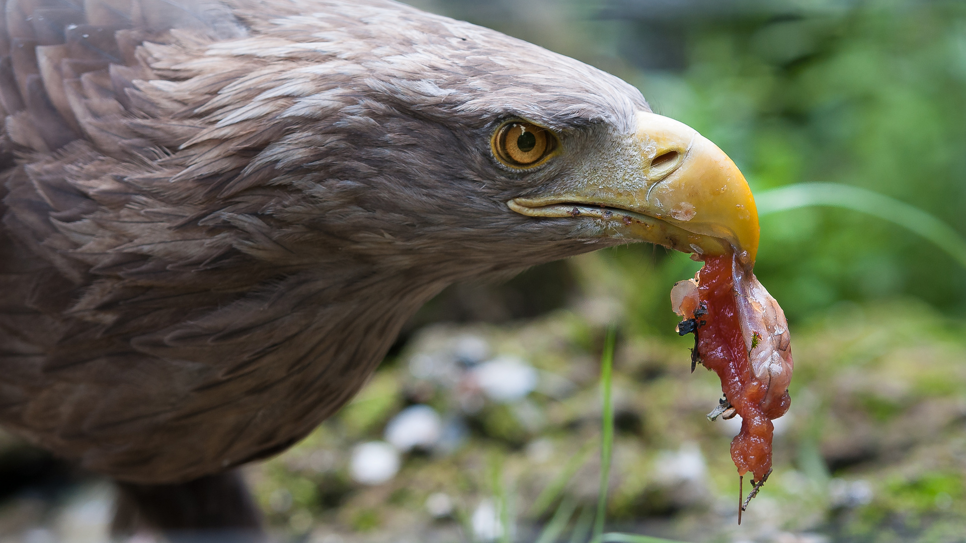 Seeadler,