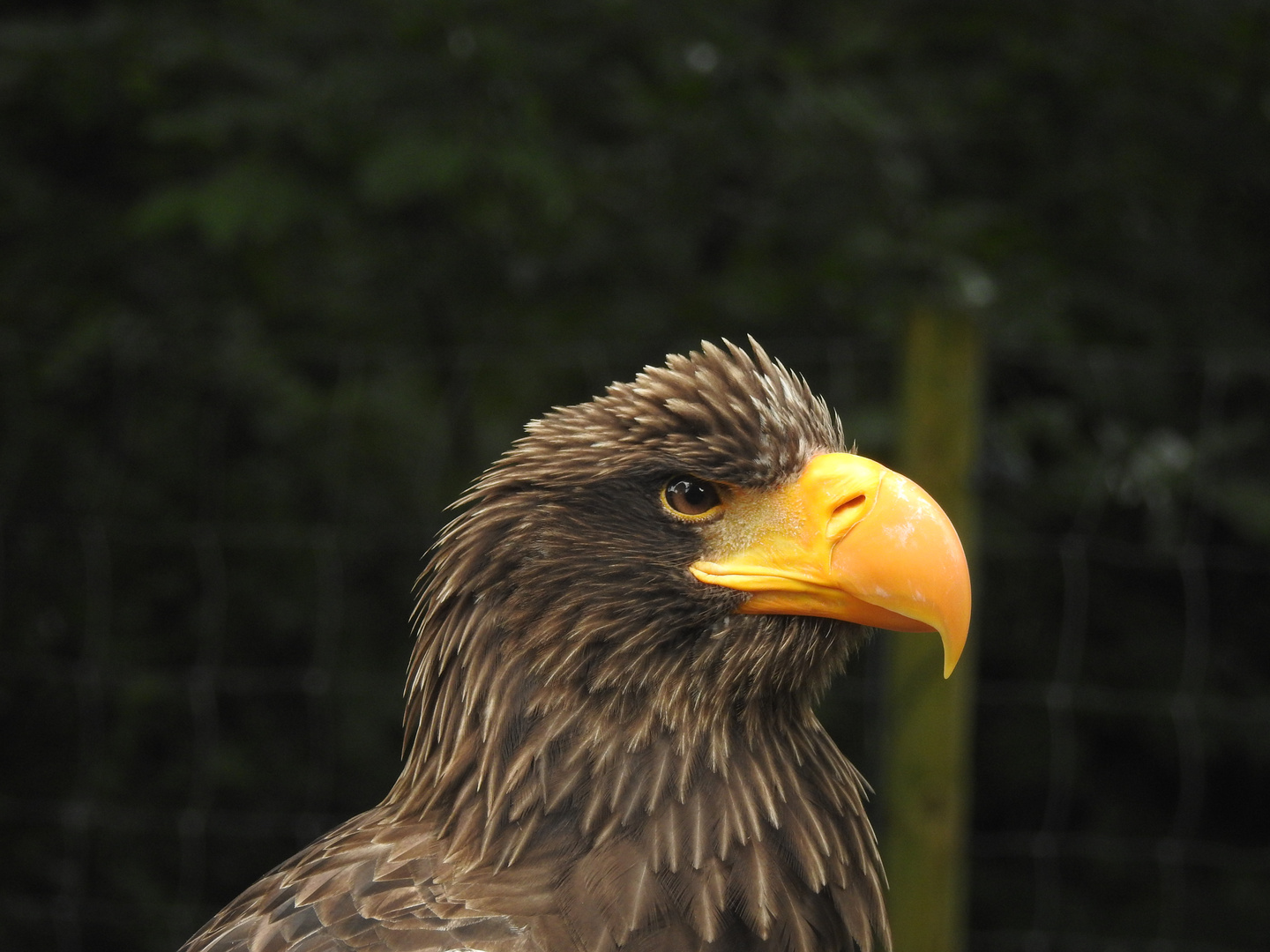 Seeadler