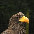 Seeadler