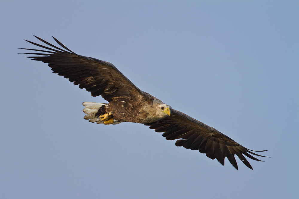 Seeadler