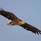 Seeadler