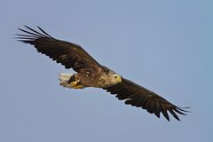 Seeadler