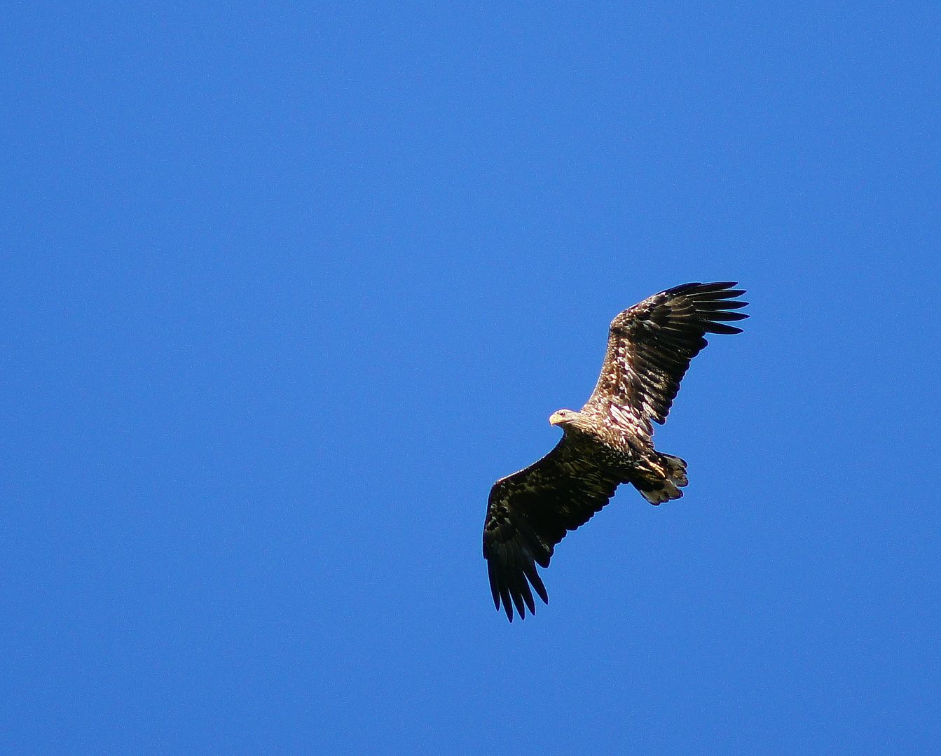 Seeadler