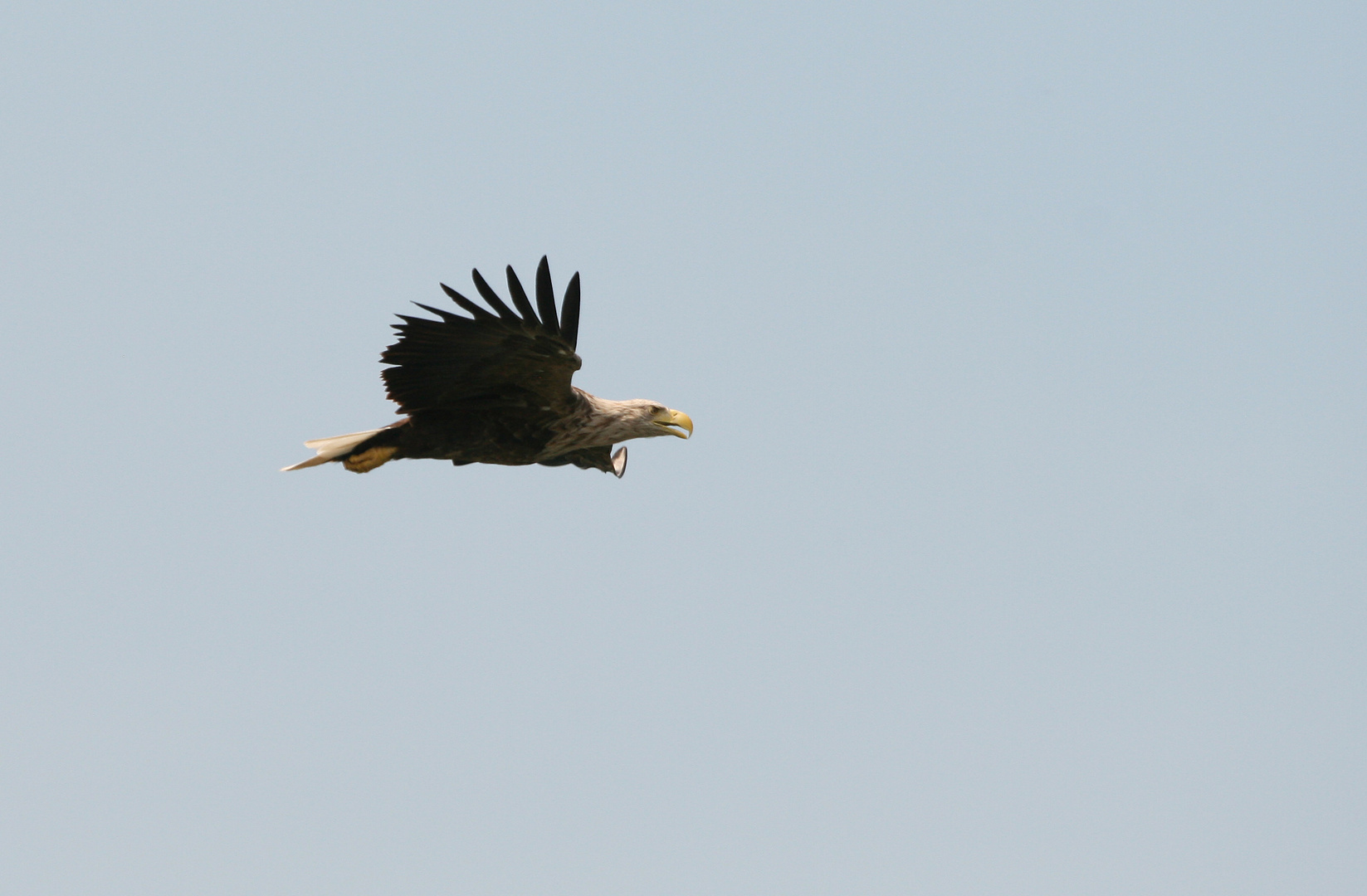 Seeadler