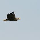 Seeadler