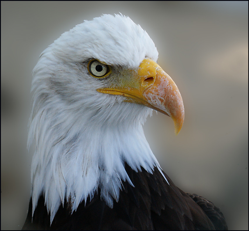 Seeadler