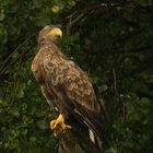 Seeadler