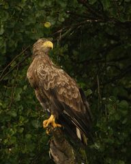 Seeadler